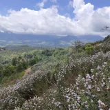 Mathikettan Shola National Park Idukki 